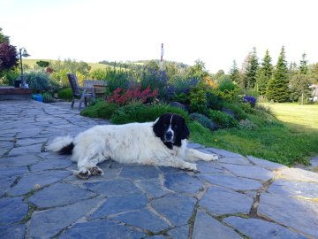 Jaké lepidlo použít na venkovní dlažbu z břidlice?