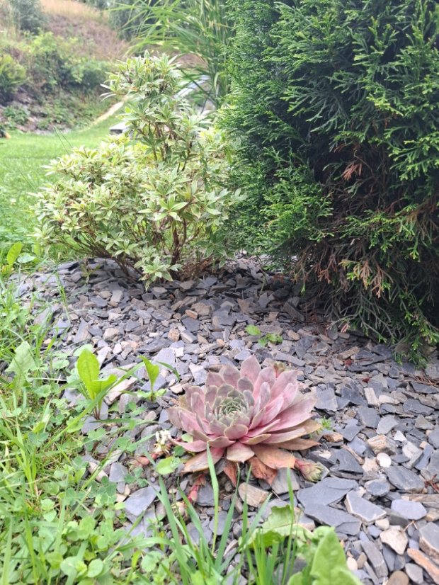 Kamenná kůra- štěpka - 3 velikosti - Vyberte rozměr: 16-32 mm